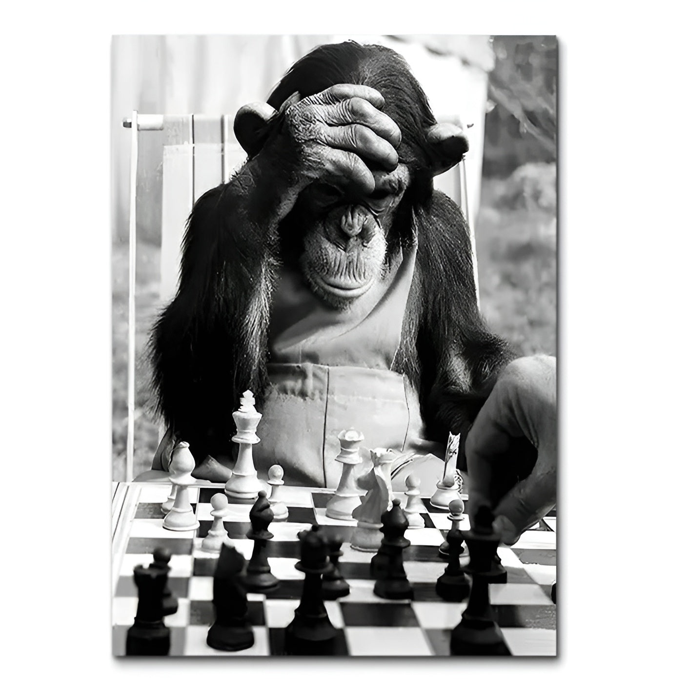 Poster Singe