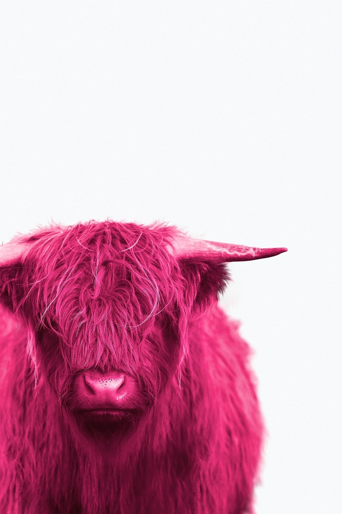 Tableau Vache Highland